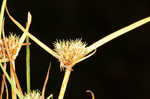 Granite flatsedge